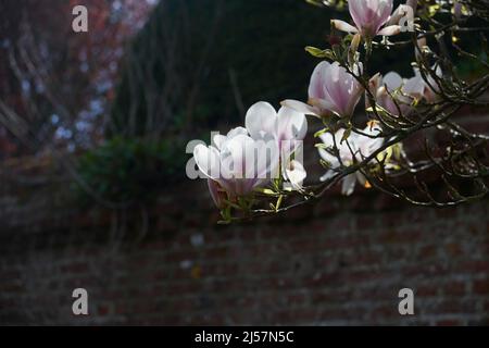 Magnolia soulangeana fiori in primavera, East Yorkshire, UK, GB., Inghilterra, REGNO UNITO, GB. Foto Stock