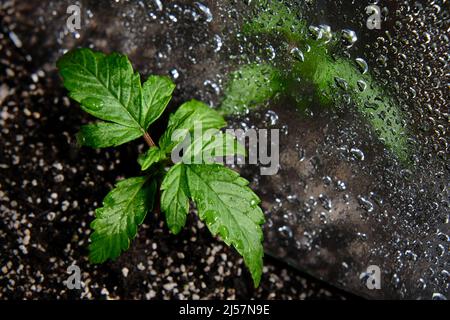 Germoglio di cannabis in una scatola di crescita, vista macro. Piccola pianta di marijuana in una scatola di coltivazione con terreno di cocco, vista dall'alto, posa piatta. Concetto di crescita micro. Innaffiare Foto Stock