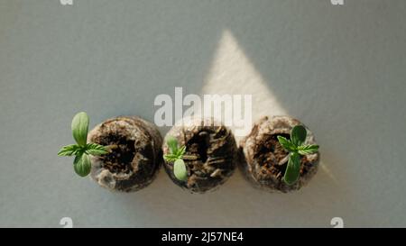 I germogli di cannabis si avvicinano. Piantina fresca di marijuana giovane. Pianta crescente su sfondo chiaro. Foto Stock