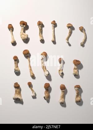 Piano del diario di microdosaggio. Funghi psilocibin secchi Maestro d'oro, modello su sfondo bianco. Psilocybe Cubensis funghi psichedelici, vista dall'alto, fl Foto Stock