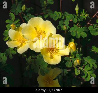 I fiori di un arbusto Rosa xanthina 'Canary Bird' sorgono in primavera in un giardino urbano a Hellesdon, Norfolk, Inghilterra, Regno Unito. Foto Stock