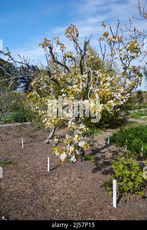 Pear Asiatico (pyrus pirifolia) 'Kumoi' fiorito in primavera in un giardino murato inglese. Foto Stock