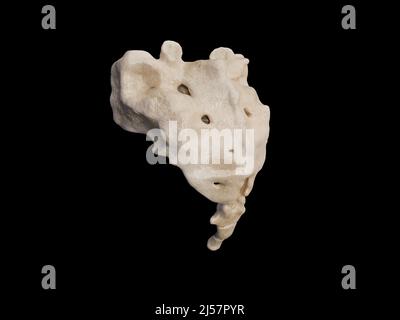 3d rappresentazione del sacro, illustrazione dello scheletro umano, anatomia ossea sacrale, icona, bacground nero Foto Stock