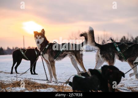 I cani guadagnano la resistenza che corre l'addestramento. La razza di cani da slitta settentrionale Alaskan Husky è incatenata a bistecca sulla neve in inverno prima dell'inizio della gara. Sportin Foto Stock