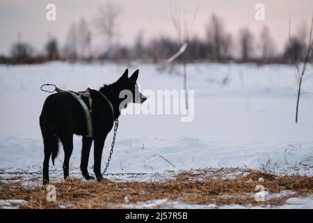 Il cane nero con museruola grigia in imbracatura a forma di x si alza con la schiena e guarda via. La razza nordica di cani da slitta Alaskan Husky è incatenata per bistecca in s. Foto Stock