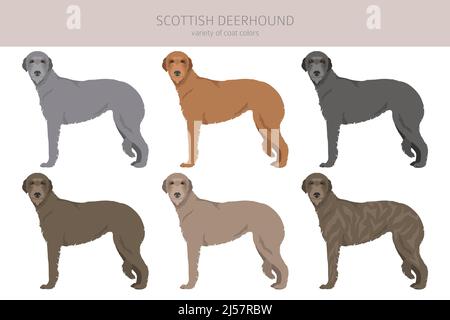 Scottish deerhound Clipart. Pose diverse, colori del cappotto impostati. Illustrazione vettoriale Illustrazione Vettoriale