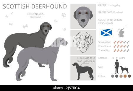 Scottish deerhound Clipart. Pose diverse, colori del cappotto impostati. Illustrazione vettoriale Illustrazione Vettoriale