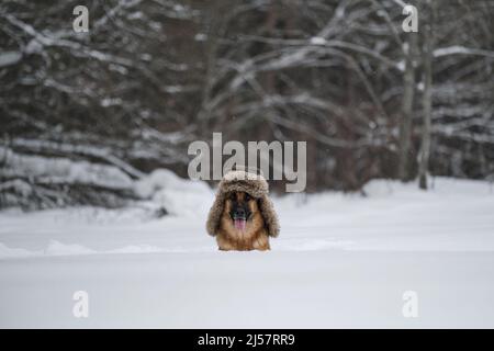 Il pastore tedesco di colore rosso si siede nella neve in inverno e posa. Cane in cappello con paraspruzzi. Morbido shaggy mans migliore amico a piedi. Ritratto di Smart bea Foto Stock