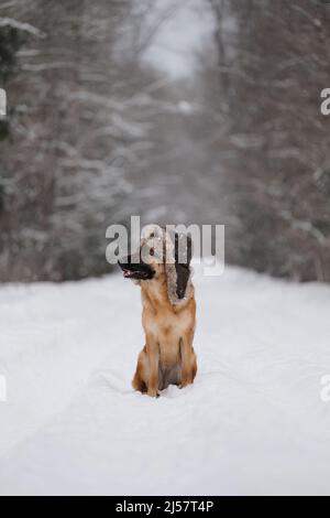 Il migliore amico shaggy soffice a piedi. Ritratto di intelligente bel cane pastore sullo sfondo della foresta. Il pastore tedesco di colore rosso siede su nevoso r Foto Stock