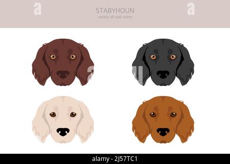 Stabyhoun cappotto colori, diverse pose clipart. Illustrazione vettoriale Illustrazione Vettoriale