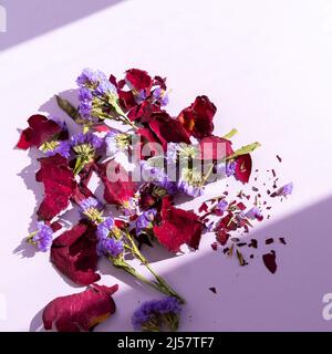 Fiori viola secchi e petali di rosa su sfondo viola Foto Stock