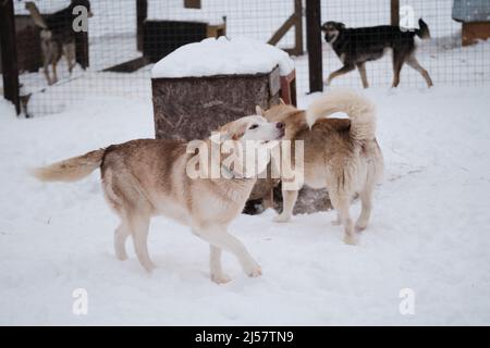 La razza nordica di cani da slitta è Siberian Husky forte energico e duro. Due Husky in canile in voliera. Fawn rosso e bianco cani inverno e molto s Foto Stock