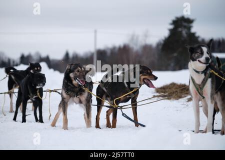Il cane da slitta settentrionale razza Alaskan Husky forte energico e duro. I mesticos sono in piedi nell'imbracatura e in attesa di inizio di corsa o di lunga distanza Foto Stock
