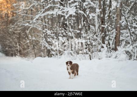 L'Australian Shepherd Puppy si trova sulla strada innevata della foresta invernale al tramonto. Rosso tricolore australiano. Purebred giovane cucciolo di colore cioccolato a piedi nel parco. Foto Stock