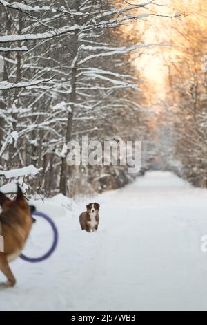 L'Australian Shepherd Puppy si trova sulla strada innevata della foresta invernale al tramonto. Rosso tricolore australiano. Purebred giovane cucciolo di colore cioccolato a piedi con fritte Foto Stock