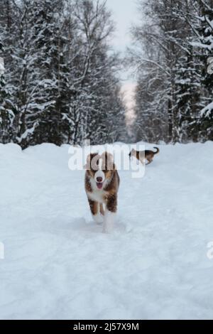 Passeggiata attiva ed energica con due cani nel parco invernale. Aussie cucciolo sta camminando lungo la strada innevata foresta avanti, amico tedesco Pastore sta correndo da Foto Stock