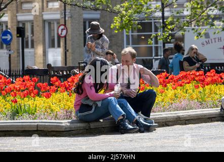 Spettacoli PIC: Caldo sole di aprile tra le impalcature del centro di Londra con una bella mostra di tulipani in Golden Square Golden Square, a Soho, t Foto Stock