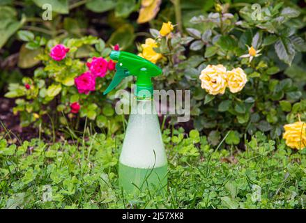 Usando lo spruzzo insetticida casalingo dell'insetto in giardino domestico per proteggere le rose dagli insetti o dal fungo. Foto Stock