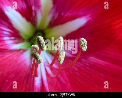 Una macro di fiori di Amaryllis. Amaryllis è l'unico genere della tribù Amaryllidinae. È un genere di bulbi da fiore, Amaryllis bellado Foto Stock