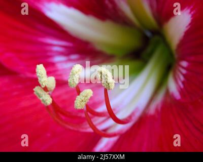 Una macro di fiori di Amaryllis. Amaryllis è l'unico genere della tribù Amaryllidinae. È un genere di bulbi da fiore, Amaryllis bellado Foto Stock