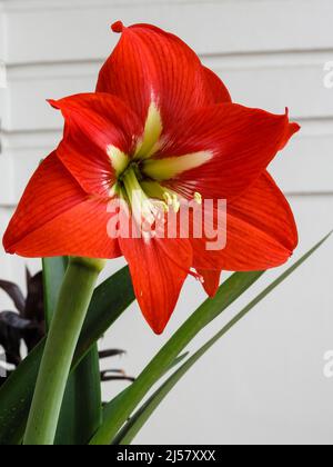 Una macro di fiori di Amaryllis. Amaryllis è l'unico genere della tribù Amaryllidinae. È un genere di bulbi da fiore, Amaryllis bellado Foto Stock