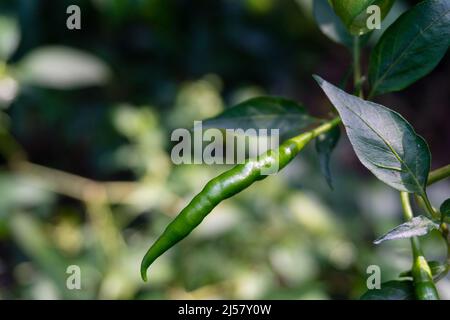 Un primo scatto di peperoncino verde appeso con sfondo sfocato. Peperoncino Foto Stock