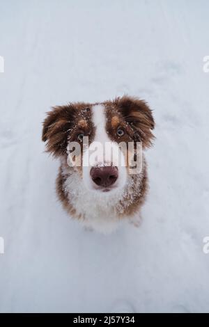 Ritratto di pastore australiano cucciolo in inverno nevoso primo piano. Aussie rosso tricolore è un giovane cane con occhi verdi e striscia bianca sulla museruola. Cioccolato Foto Stock