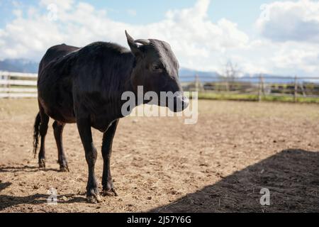 Mucca nera in piedi su campo asciutto, recinzione sullo sfondo, primo piano dettaglio. Foto Stock