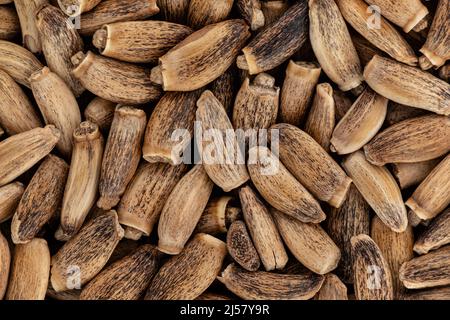 Mucchio di semi di cardo di latte benedetto - Silybum marianum - closeup microscopia dettaglio dall'alto, larghezza immagine 23mm. Foto Stock