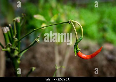 Un primo colpo di peperoncino rosso appeso con sfondo sfocato. Peperoncino Foto Stock