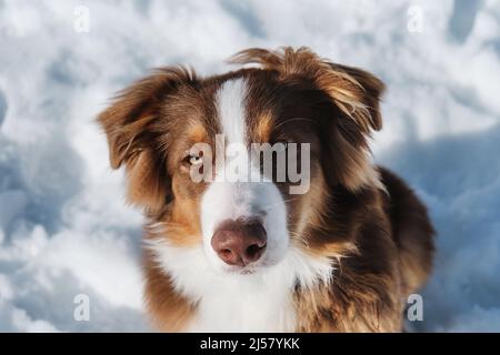 Ritratto di carino adolescente Australian Shepherd cucciolo rosso tricolore con naso al cioccolato e occhi intelligenti. Aussie si siede nella neve e guarda verso l'alto. Bellissima Foto Stock