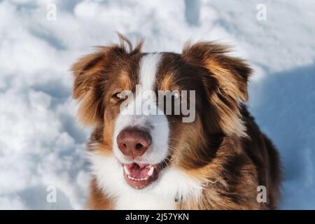 Ritratto di carino adolescente Australian Shepherd cucciolo rosso tricolore con naso al cioccolato e occhi intelligenti. Aussie si siede nella neve e guarda verso l'alto. Bellissima Foto Stock