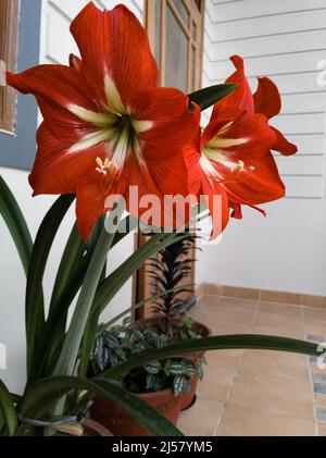 Una macro di fiori di Amaryllis. Amaryllis è l'unico genere della tribù Amaryllidinae. È un genere di bulbi da fiore, Amaryllis bellado Foto Stock