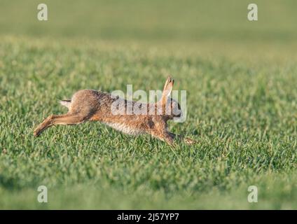 Lepre marrone che corre attraverso il grano degli agricoltori. Si presenta in pieno stiramento, con lunghe e potenti gambe posteriori . Suffolk, Regno Unito. Foto Stock