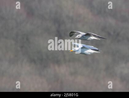 Un esempio di gabbiani di aringhe adulti e giovani in volo contro uno sfondo boschivo. Questo dimostra chiaramente il loro diverso crollo. Sussex, Regno Unito Foto Stock