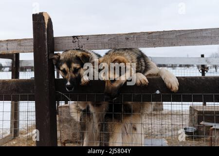 I Husky dell'Alaska dal canile dei cani da slitta del nord stanno dietro la recinzione e guardano avanti. I cani giovani carini vogliono uscire dalla gabbia e camminare in natura. Mongrel Foto Stock