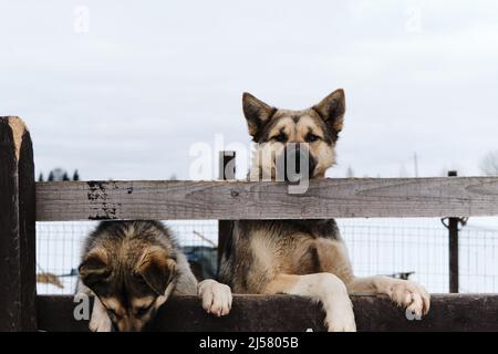 I Husky dell'Alaska dal canile dei cani da slitta del nord stanno dietro la recinzione e guardano avanti. I cani giovani carini vogliono uscire dalla gabbia e camminare in natura. Mongrel Foto Stock