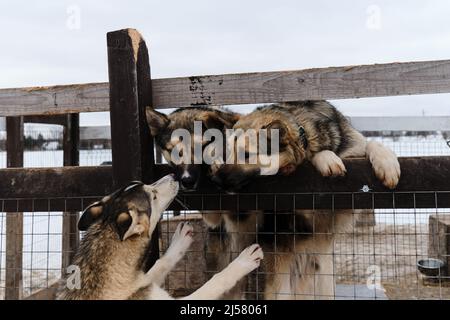 I Husky dell'Alaska dal canile dei cani della slitta del nord stanno dietro la recinzione ed il puppy di sniff dall'altro lato. I cani giovani carini vogliono uscire dalla gabbia e w Foto Stock