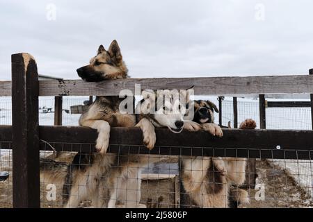 Mongrel in rifugio per animali abbandonati. I Husky dell'Alaska dal canile dei cani da slitta del nord stanno dietro la recinzione e guardano avanti. Carino giovani cani vogliono t Foto Stock