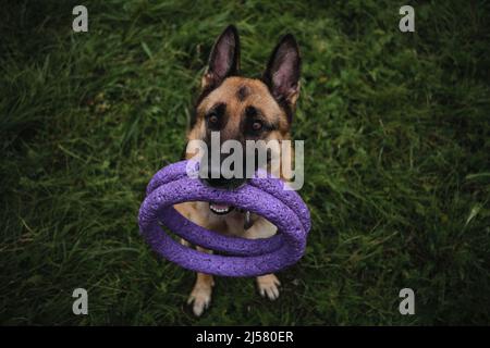 Il pastore tedesco si siede in erba verde e tiene due anelli giocattolo nei denti. Il cane chiama a camminare e giocare nel parco. Carino carino e soffice quattro-legg purebred Foto Stock