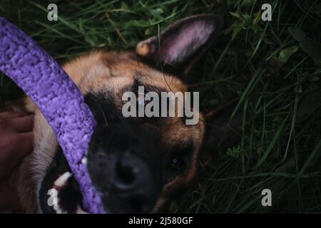 Gioca con il cane nel giocattolo del rimorchiatore di guerra. Vista ravvicinata del volto felice dell'animale domestico dall'alto. Il pastore tedesco si trova in erba verde. Foto Stock