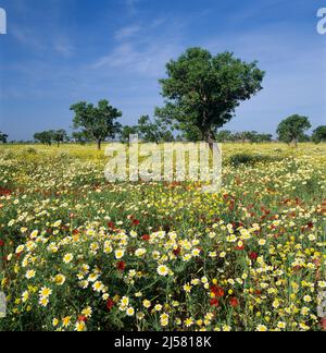 Fiori selvatici coltivati in pascolo in primavera, vicino Santany, Mallorca, Isole Baleari, Spagna, Europa Foto Stock