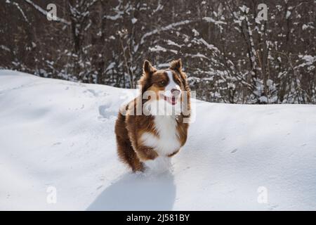 Carino Australian Shepherd cucciolo corre allegro veloce attraverso neve fresca con faccia pazza. Il colore del cioccolato australiano a piedi in inverno. Energetico e attivo br Foto Stock