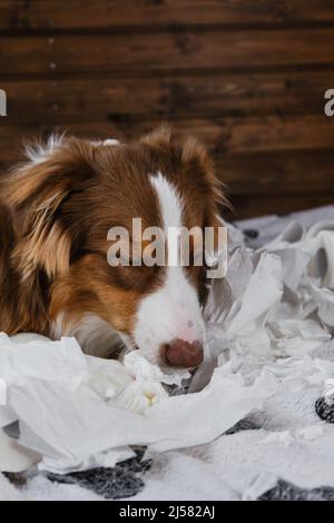 Aussie è giovane cane pazzo che fa pasticcio. Il cane è solo a casa che si intrattiene mangiando carta igienica. Affascinante marroni Australian Shepherd cucciolo è p Foto Stock