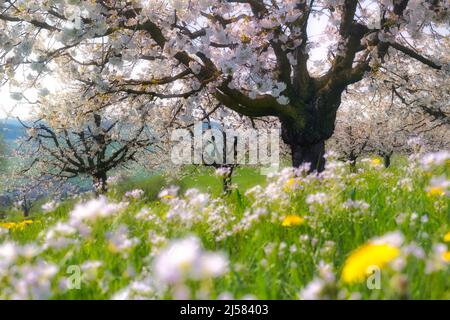 Obstplantage im Fruehling, bluehende Kirschbaeume (Prunus avium), Kanton Basel-Landschaft, Schweiz Foto Stock
