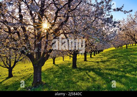 Obstplantage im Fruehling, bluehende Kirschbaeume (Prunus avium) mit Sonnenstern im Gegenlicht, Fricktal, Kanton Argau, Schweiz Foto Stock