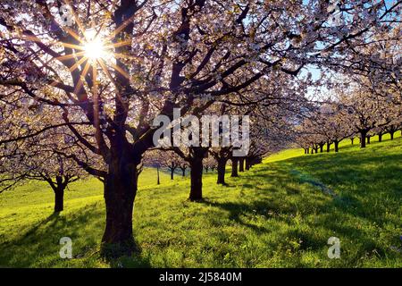 Obstplantage im Fruehling, bluehende Kirschbaeume (Prunus avium) mit Sonnenstern im Gegenlicht, Fricktal, Kanton Argau, Schweiz Foto Stock