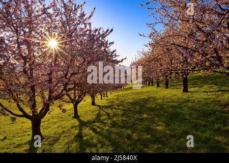 Obstplantage im Fruehling, bluehende Kirschbaeume (Prunus avium) mit Sonnenstern im Gegenlicht, Fricktal, Kanton Argau, Schweiz Foto Stock