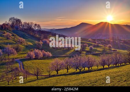 Obstplantage im Fruehling, bluehende Kirschbaeume (Prunus avium) bei Sonnenaufgang im Gegenlicht, Fricktal, Kanton Argau, Schweiz Foto Stock