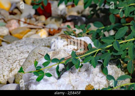 Comune parete lucertola (Podarcis muralis) maschio su una pietra Foto Stock